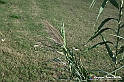 VBS_5328 - La solita strada... il grano da crescere, i campi da arare...